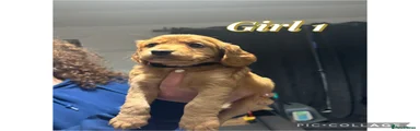 Cocker Spaniel Puppy 4