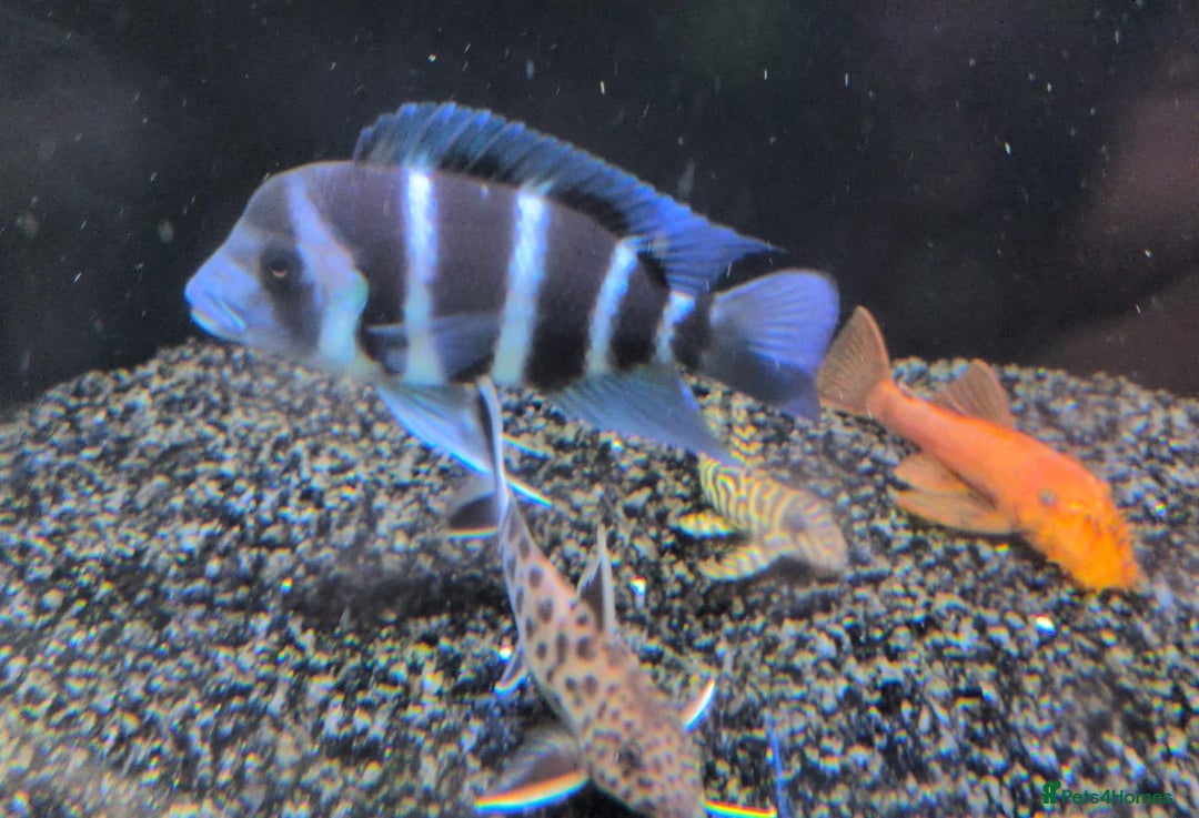 Cichlids fish for sale: 1stGen Tank Bred Frontosa Blue Zaire Moba  - Image 14