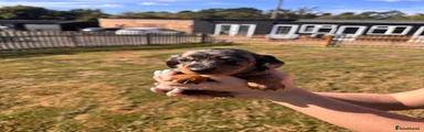 Miniature Dachshund 3