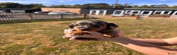 Miniature Dachshund dogs for sale: Miniture Dashunds for sale  in Maidstone - Advert 10