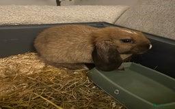 English Lop rabbits for sale: Holland lop/English lop - Image 1