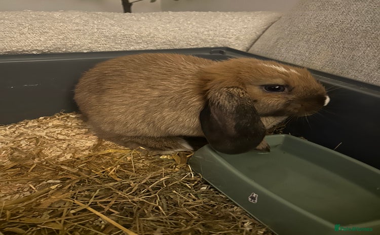 English Lop rabbits - Advert 2