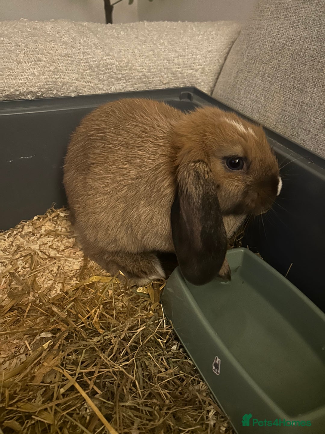 English Lop rabbits for sale: Holland lop/English lop - Image 1
