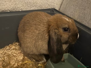 English Lop rabbits - Advert 2