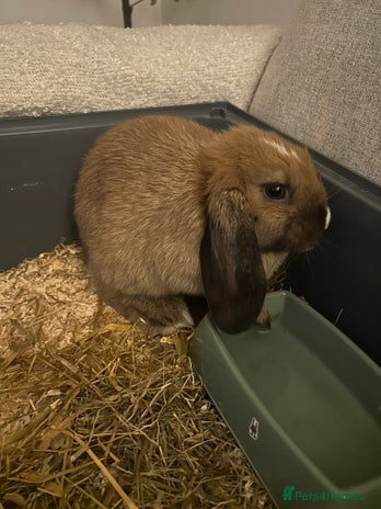 English Lop rabbits - Advert 2