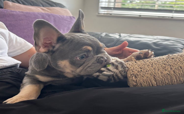 French Bulldog dogs in Greenhithe - Advert 7