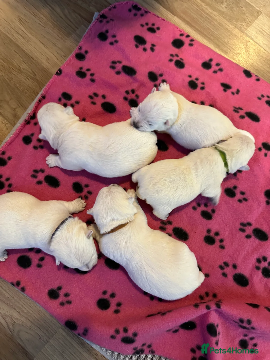 West Highland Terrier dogs for sale: Beautiful Westie boys for sale - Advert 14