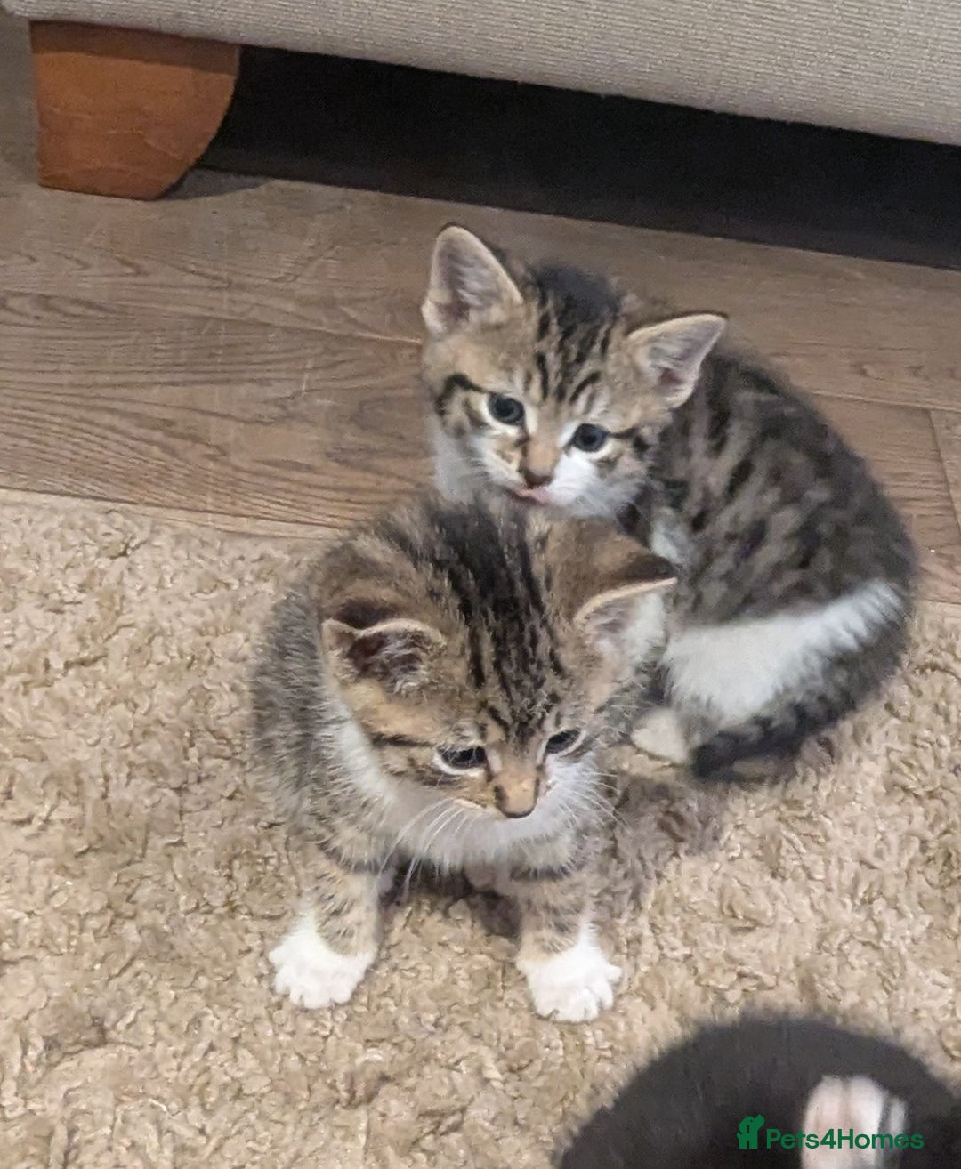 Mixed Breed cats for sale: Kittens - Advert 2