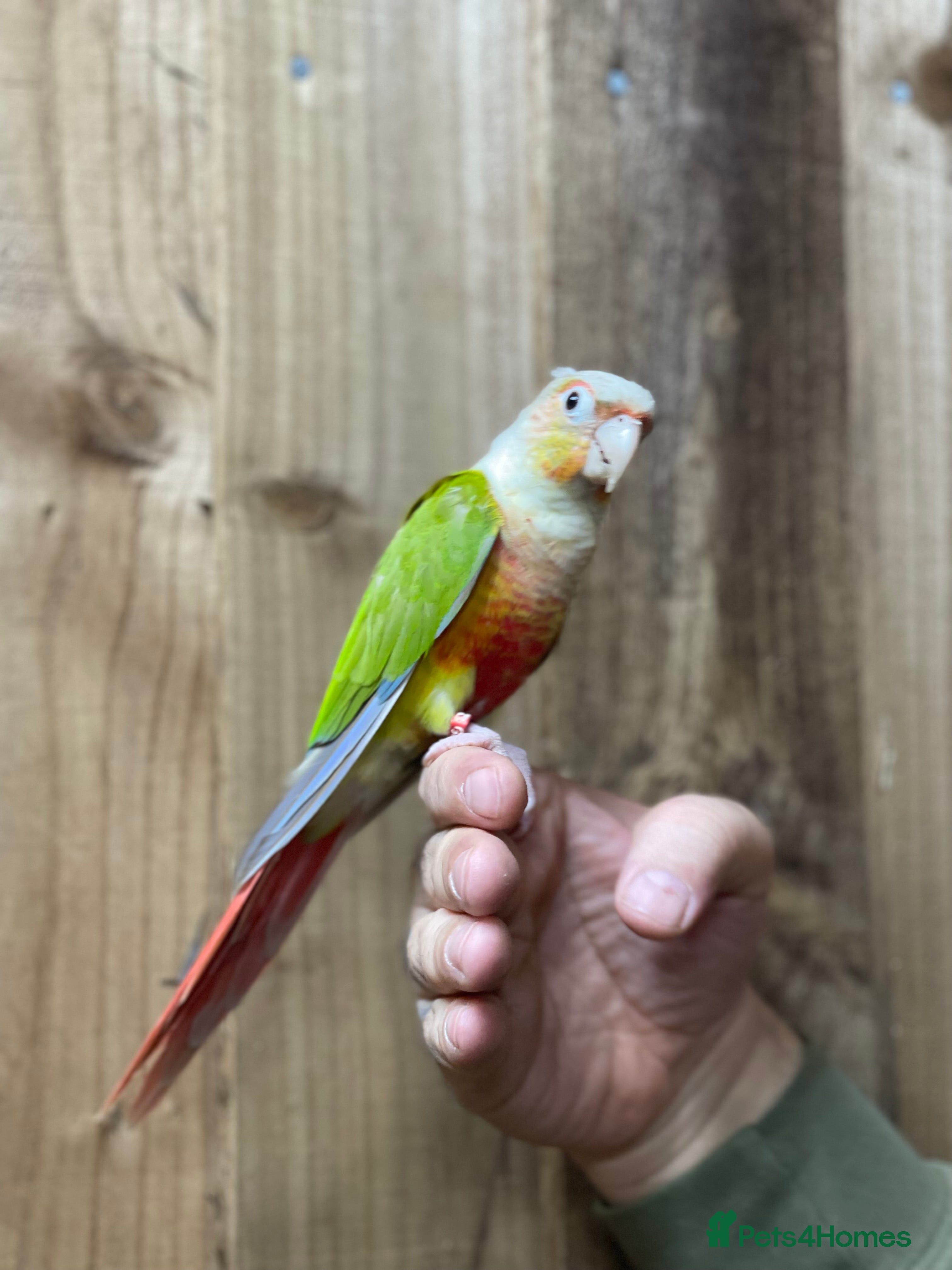 Conures birds Baby Pineapple conure  - Advert 1