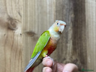 Conures birds Baby Pineapple conure - Advert 1
