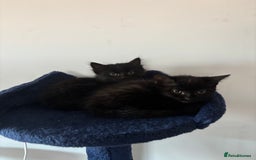 Mixed Breed cats for sale: Black Short Hair Kitten - female - Image 3