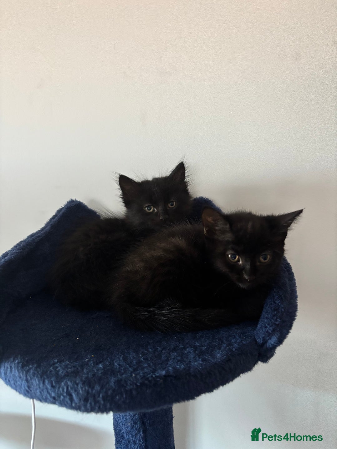 Mixed Breed cats for sale: Black Short Hair Kitten - female - Image 3