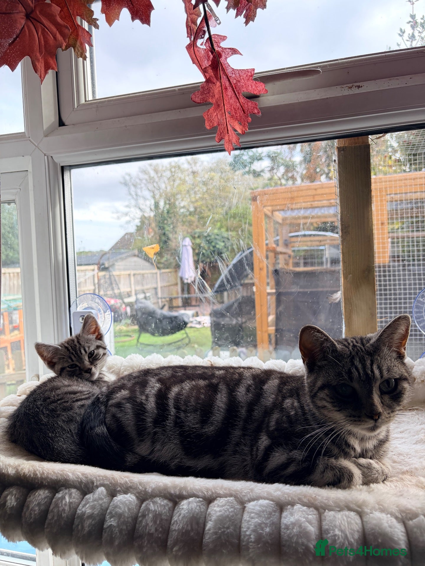 Mixed Breed cats Silver tabby female ready now  - Advert 1