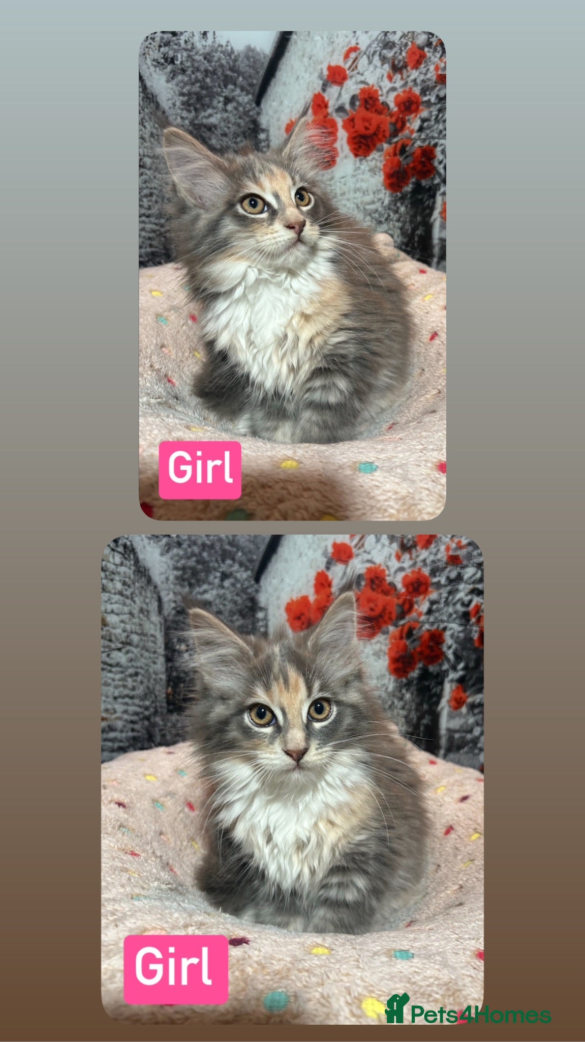 Maine Coon cats TICA Registered Maine Coon Kittens Polydactyl.  - Advert 6