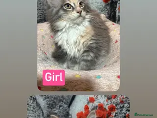 Maine Coon cats TICA Registered Maine Coon Kittens Polydactyl. - Advert 6