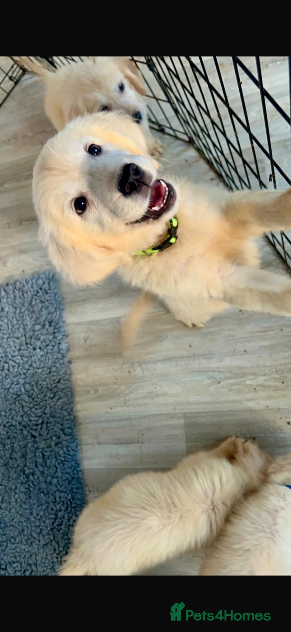Golden Retriever dogs Stunning English cream golden retriever puppies - Advert 2