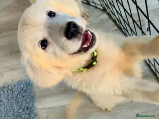 Golden Retriever dogs Stunning English cream golden retriever puppies - Advert 2