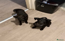 Mixed Breed dogs for sale: Beautiful pups  - Image 1