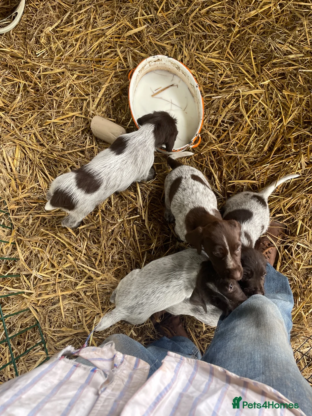 Mixed Breed dogs for sale: Puppies mum and dad here great nature rock steady  - Advert 7