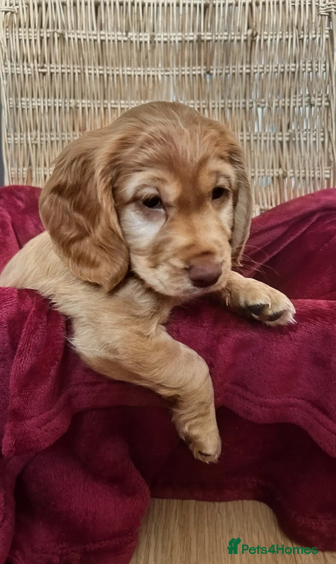 Cockapoo dogs for sale: Cockapoo for sale  in London - Advert 2