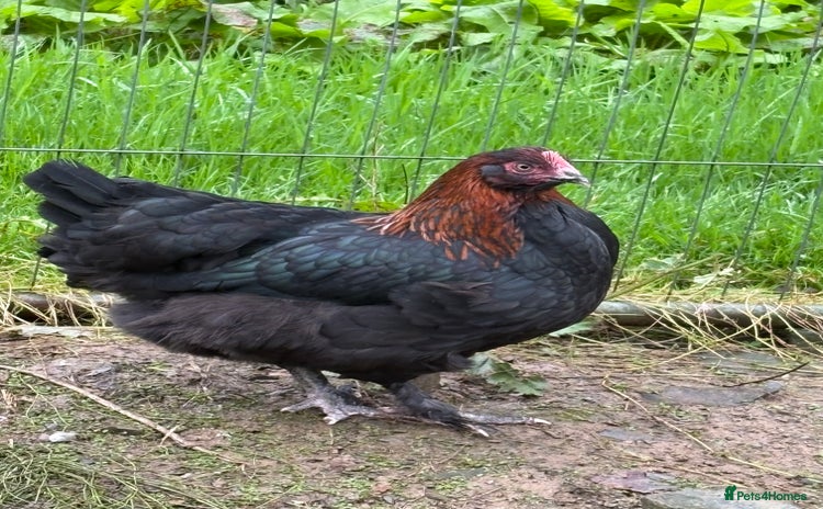 Chickens poultry - Advert 12