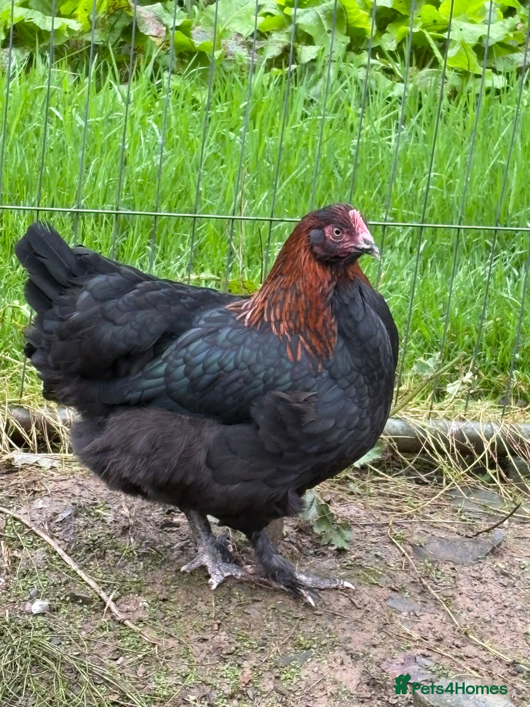 Chickens poultry for sale: Copper black marans pullets - Image 1