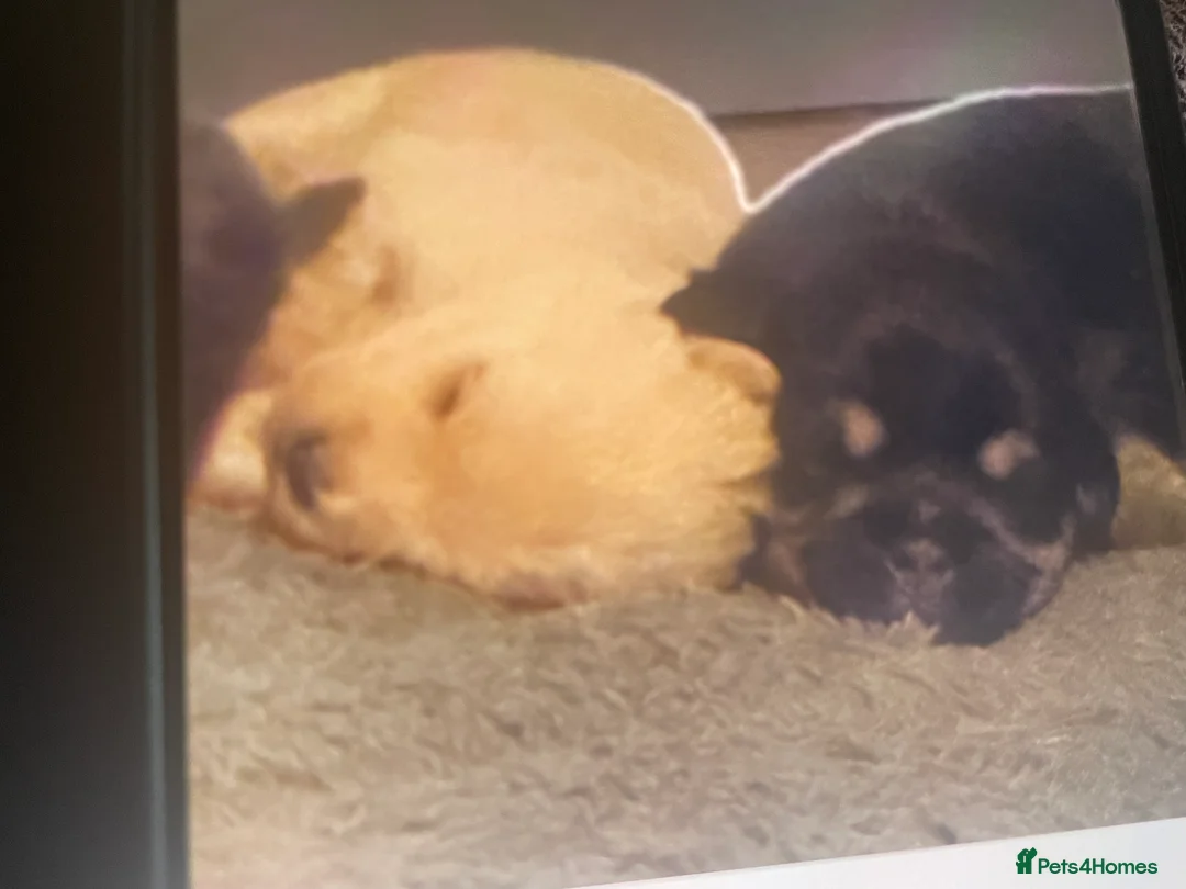 Mixed Breed dogs for sale: Norfolk terrier Cross by French bull bulldog cross - Advert 13