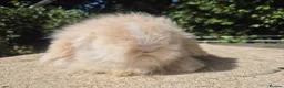 Angora rabbits for sale: 💓STUNNING TEDDYWIDDER BABIES- IMPORTED PARENTS 💓 - Advert 4
