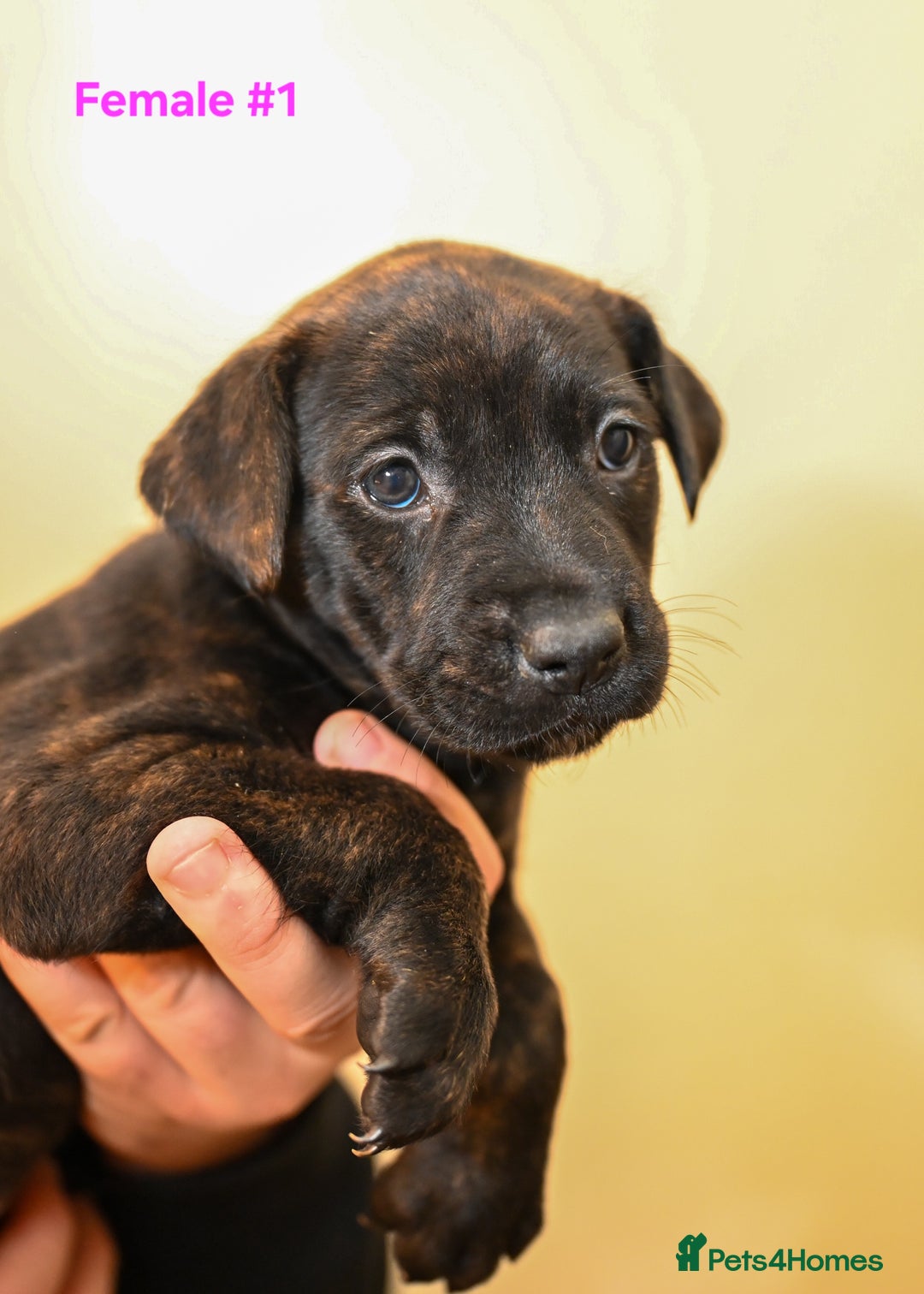 Mixed Breed dogs for sale: 5 Female Bull Lurcher Puppies for Sale - Advert 4