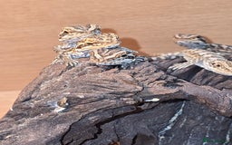 Bearded Dragon reptiles for sale: Baby bearded dragons with tint red 2 for £100 - Image 8