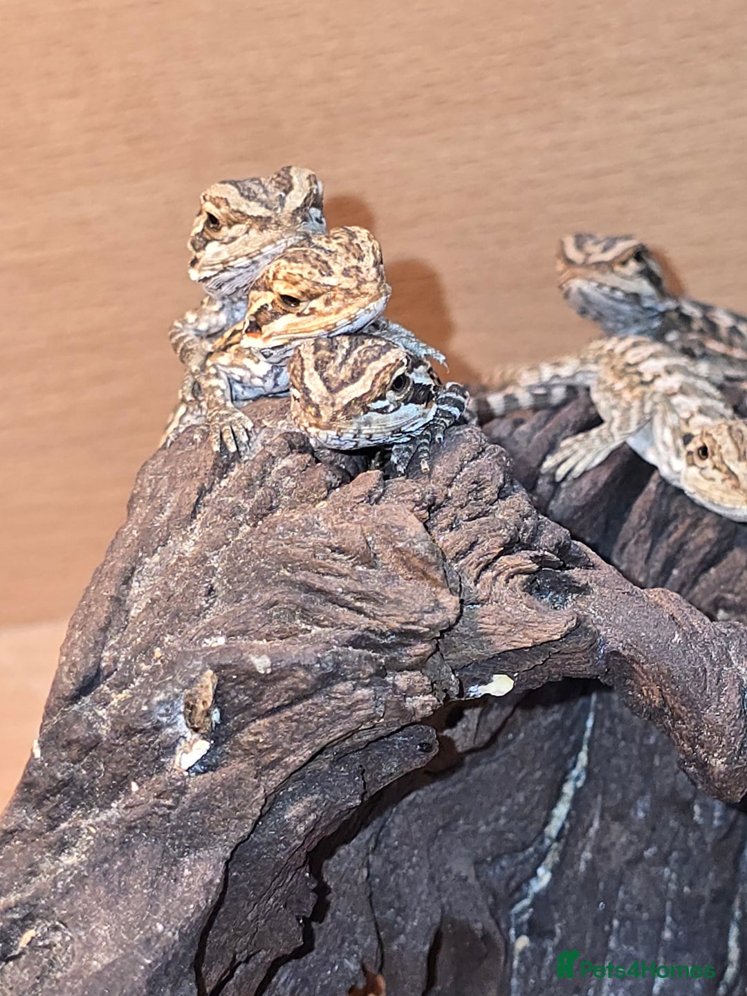 Bearded Dragon reptiles for sale: Baby bearded dragons with tint red 2 for £100 - Image 8