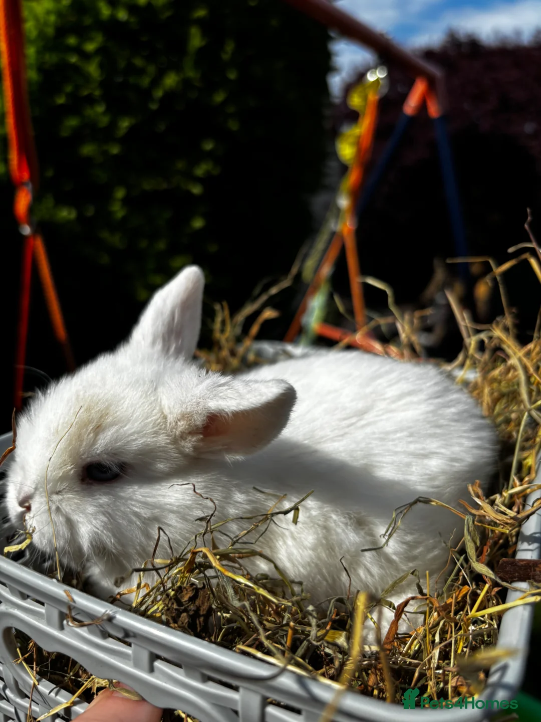 Mini Lop rabbits for sale: Pure breed Mini Lop bunnies  - Advert 2