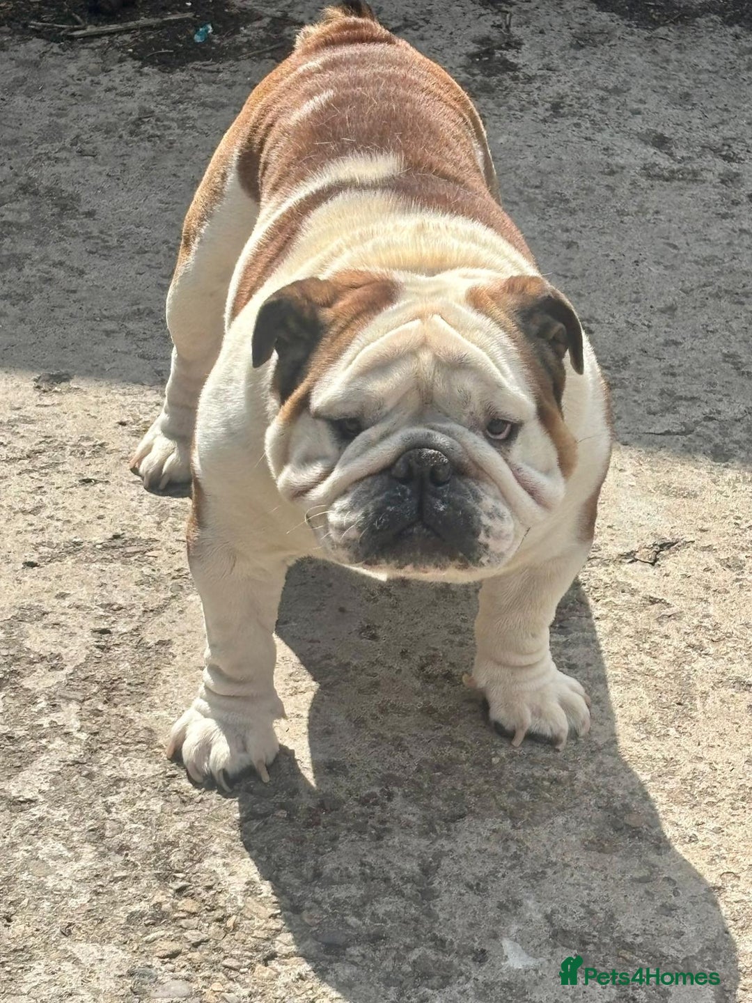 English Bulldog dogs for stud: Big beautiful Bulldog for stud  - Advert 3