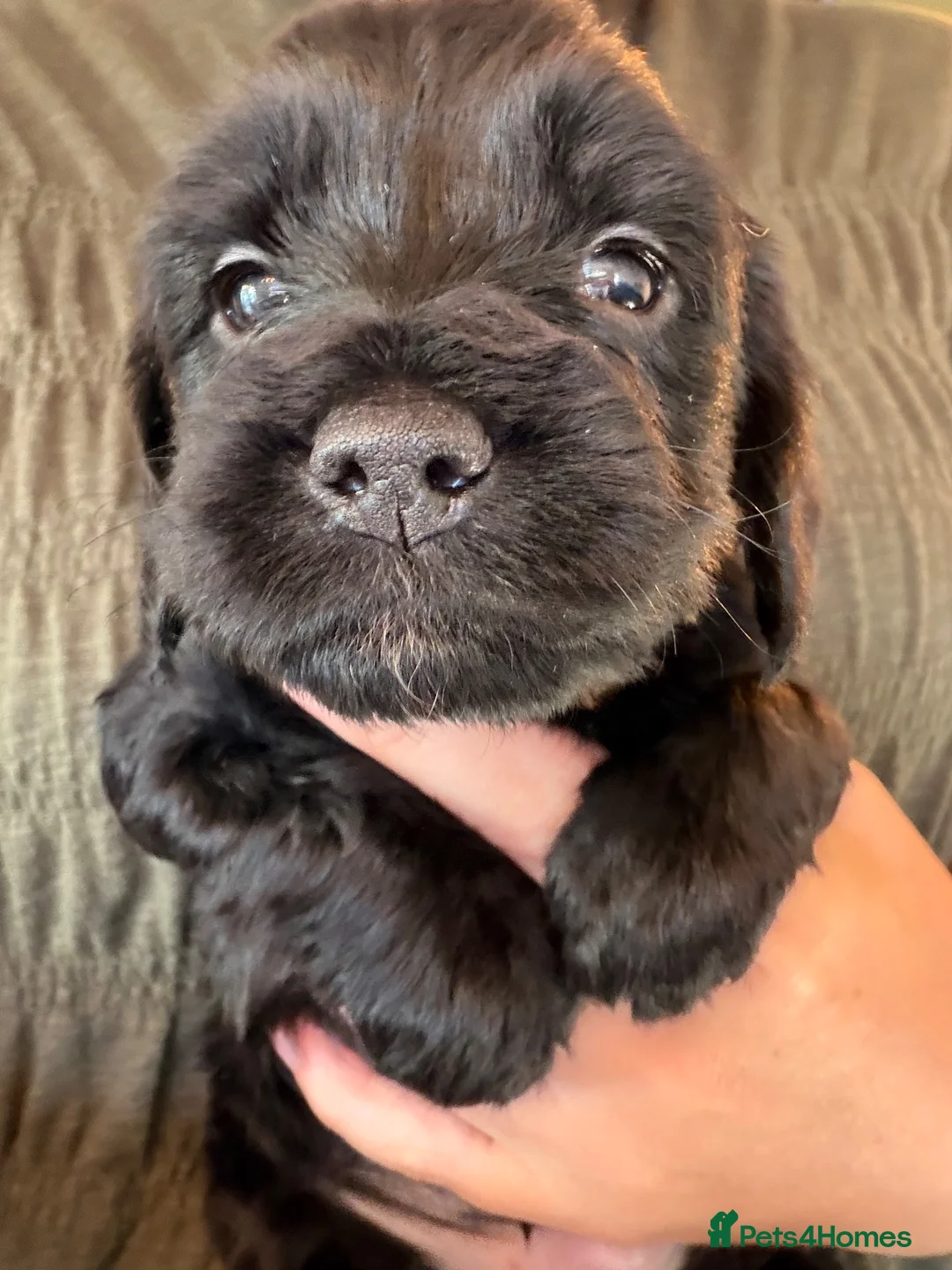 Mixed Breed dogs for sale: Beautiful Cockapoo puppies  - Advert 2