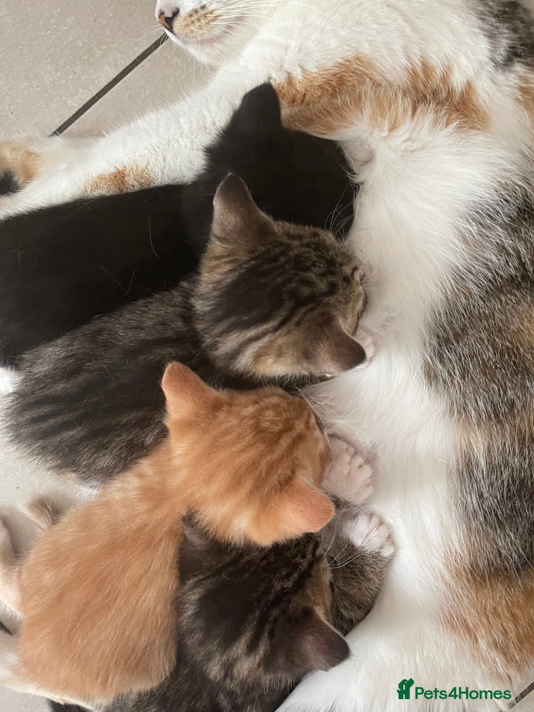 Mixed Breed cats for sale: ADOPT NOW! SWEET BLACK TUXEDO MALE TABBY LEFT - Image 3