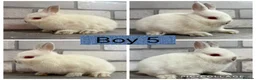 Netherland Dwarf rabbits for sale: Netherland Dwarf Baby Bunnies  - Advert 3
