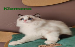 Ragdoll cats for sale:  READY NOW GCCF  REG. EUROPEAN  LINE BOYS   - Image 7