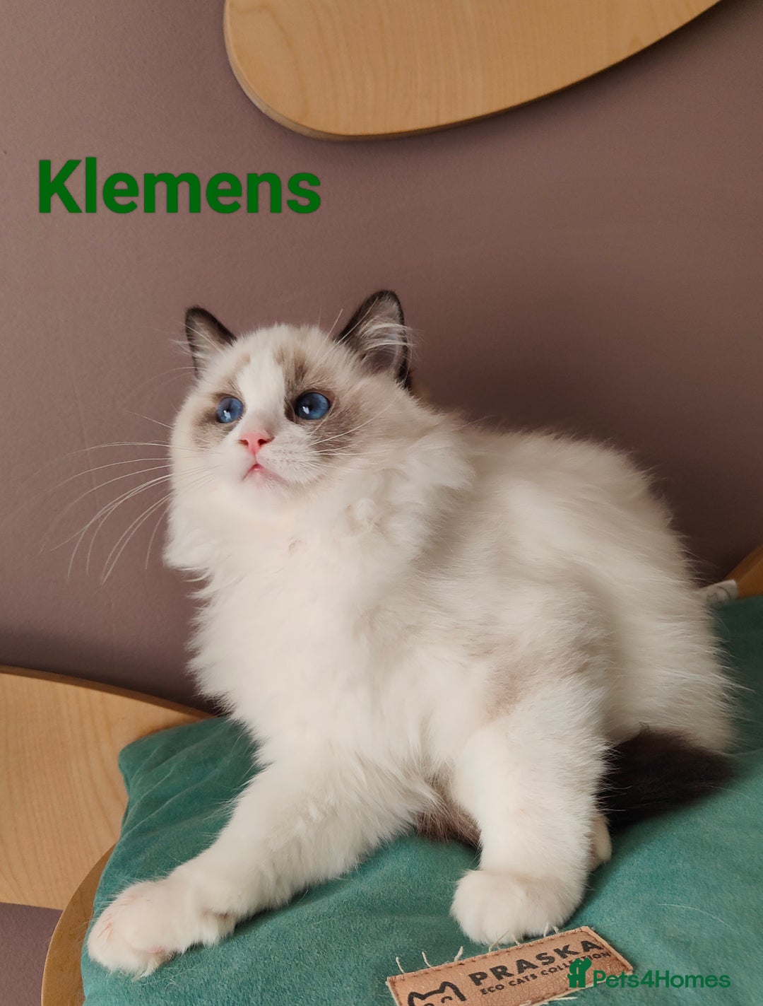 Ragdoll cats for sale:  READY NOW GCCF  REG. EUROPEAN  LINE BOYS   - Image 7