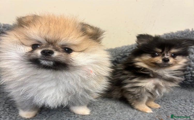 Pomeranian dogs - Advert 1