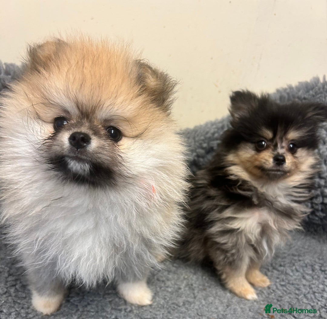 Pomeranian dogs for sale: Stunning litter merl Pomeranian - Image 12