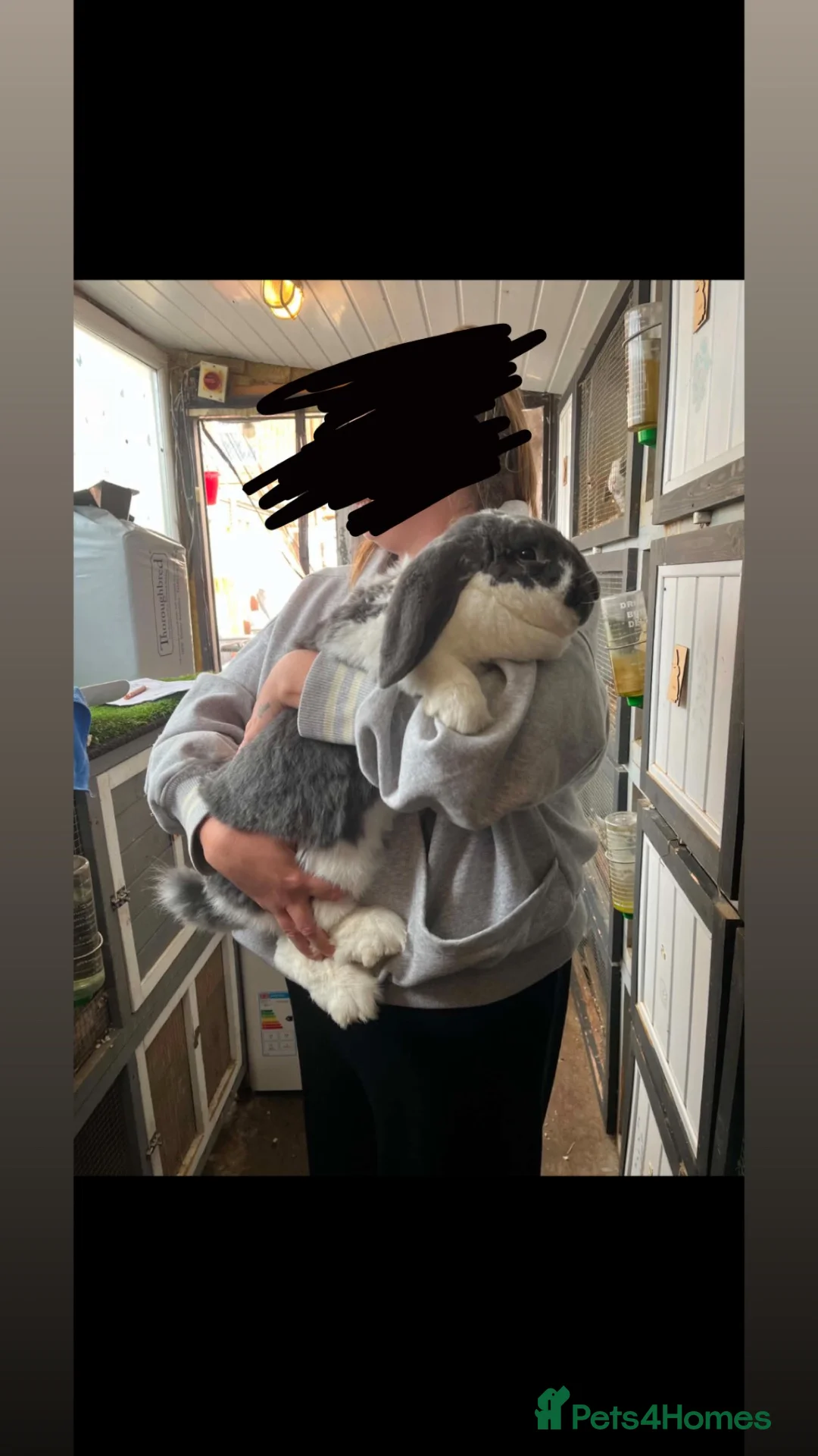 British Giant rabbits for sale: Giant lop  - Advert 2