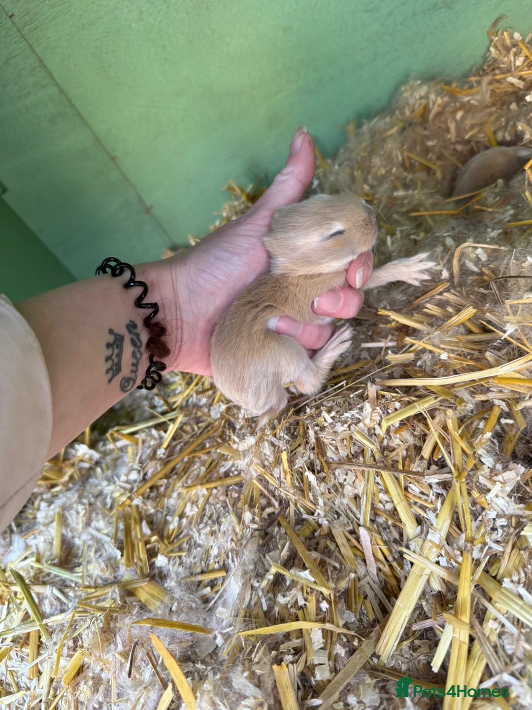 Continental Giant rabbits for sale: 9 x Continental Giants 🐰 Mixed Sexes - Advert 2