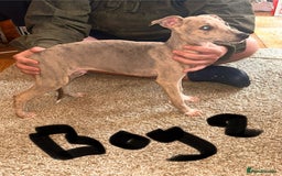 Mixed Breed dogs for sale: Beautiful puppies for sale!!!  - Image 23