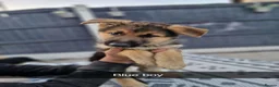 German Shepherd dogs for sale: 8 pups available   in Doncaster - Advert 6