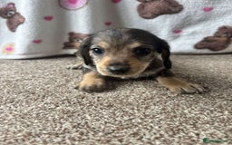 Dachshund dogs for sale: 🐾 Beautiful wired haired Dachshund Puppies - Image 15