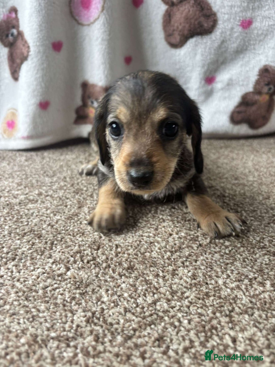 Dachshund dogs for sale: 🐾 Beautiful wired haired Dachshund Puppies - Image 15
