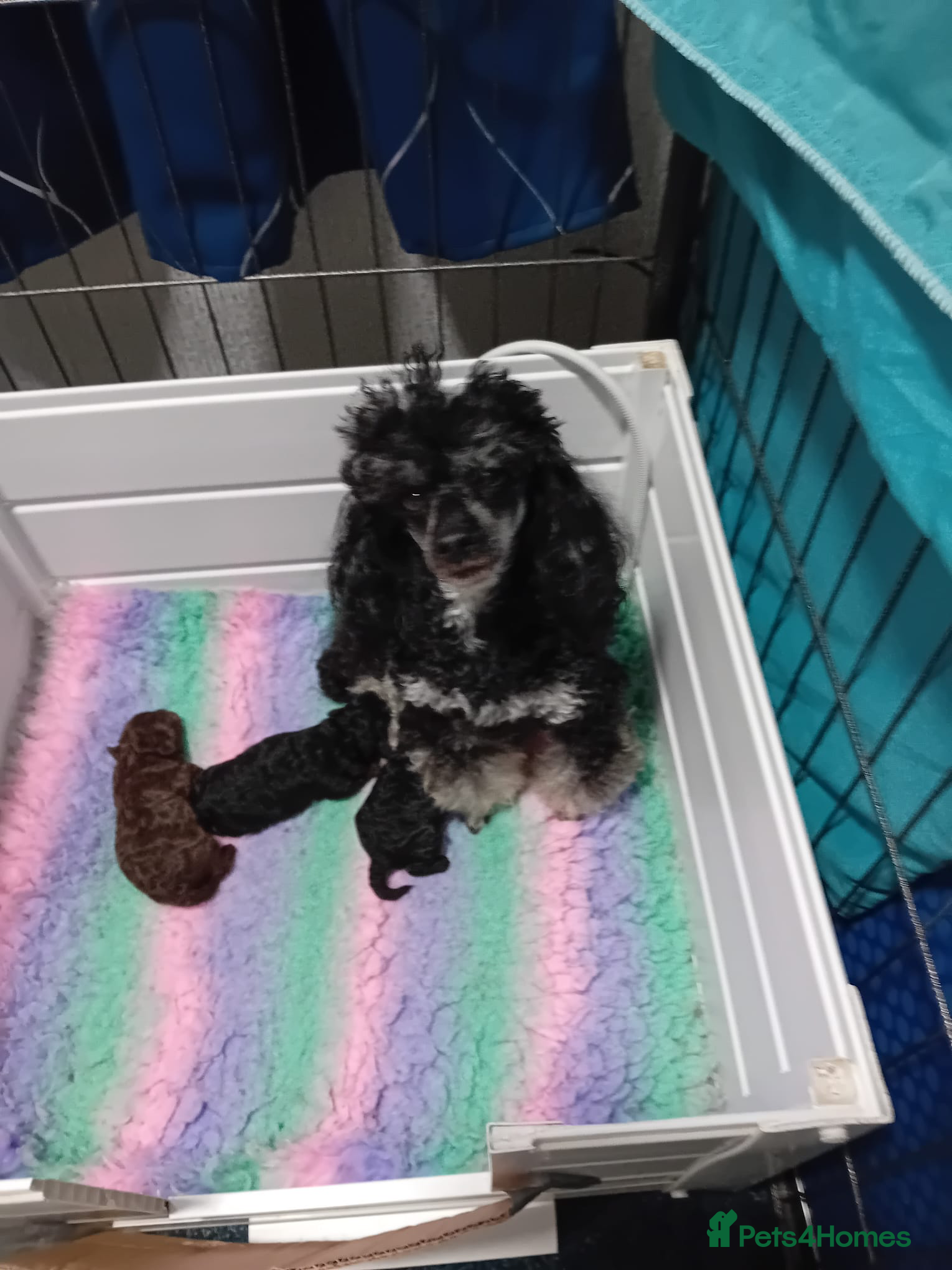 Toy Poodle dogs Outstanding tiny toy poodles  - Advert 7