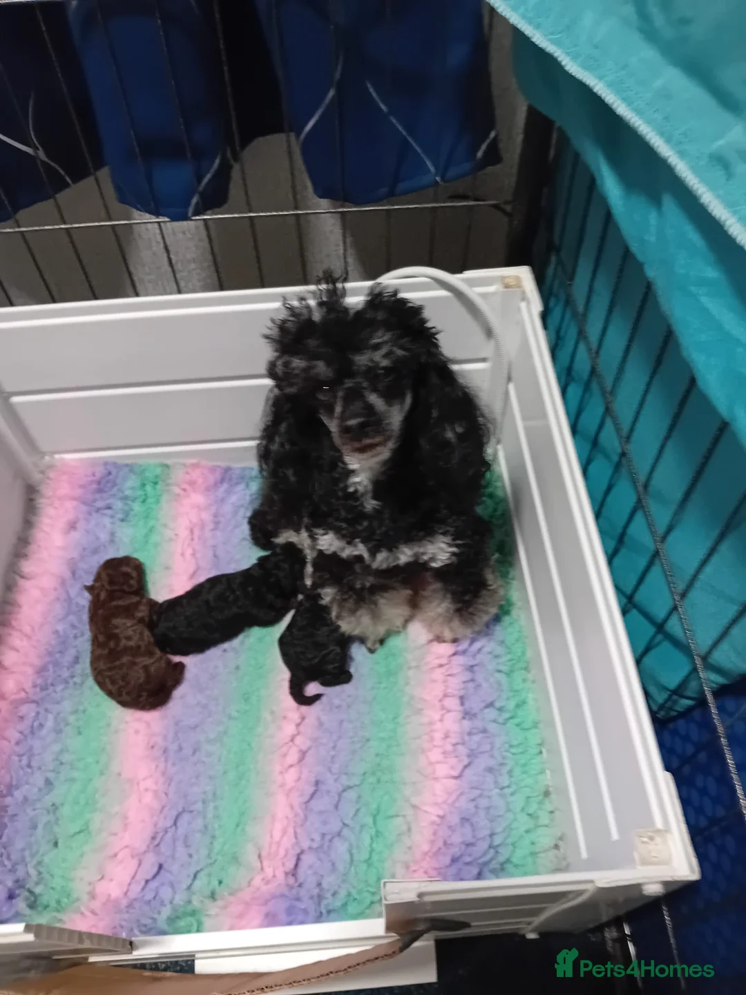 Toy Poodle dogs for sale: Outstanding tiny toy poodles  - Advert 1