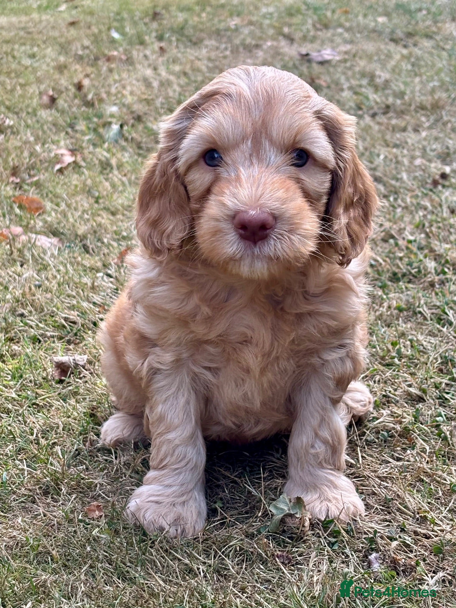 Australian Labradoodle dogs Fantastic breeding! Canadian & Australian lines - Advert 2