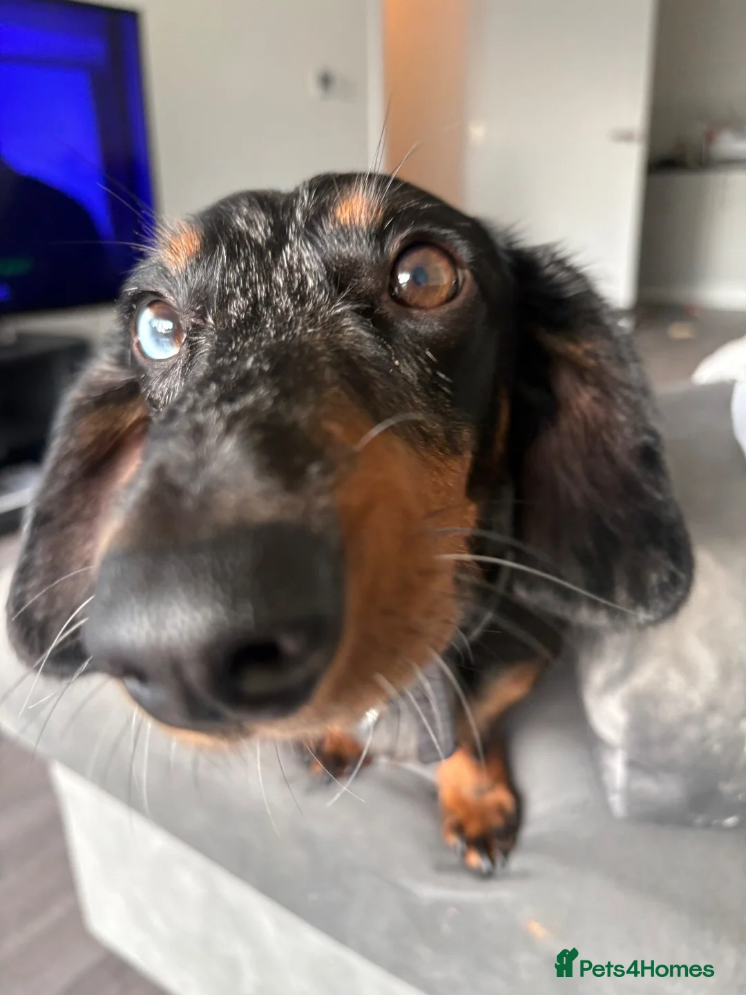 Dachshund dogs for sale:  3YearOld Well Behaved Boy Needs Loving Home in Stevenage - Advert 4